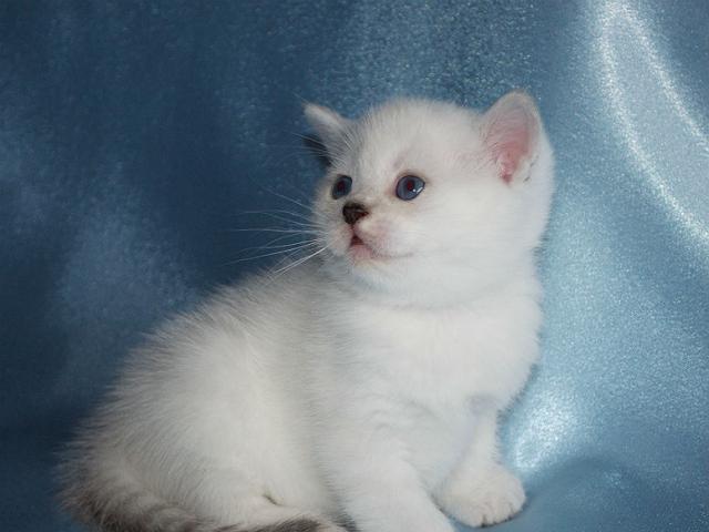 Продаю: Британские котята серебристые шиншиллы с синими гл