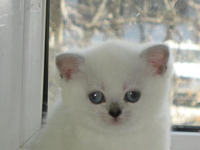 Продаю: Британские котята серебристые шиншиллы с синими гл фото2