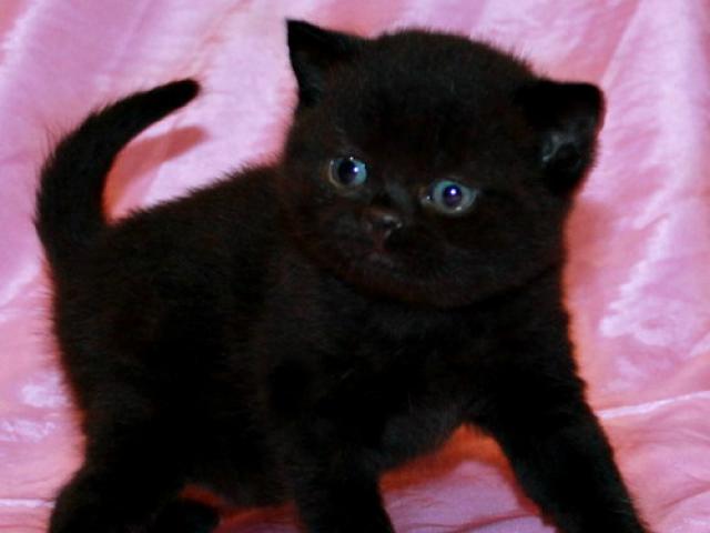 Продаю: Британские черные котята из питомника VIVIAN