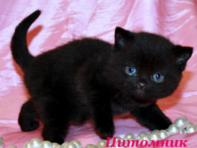 Продаю: Британские черные котята из питомника VIVIAN фото2