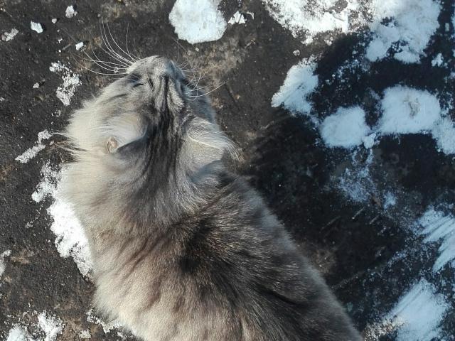 Все объявления: Найден кот серый пушистый фото3
