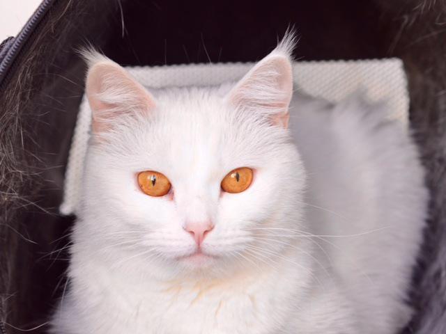 Отдам в дар: Ищет дом необыкновенная белая кошка Масяня