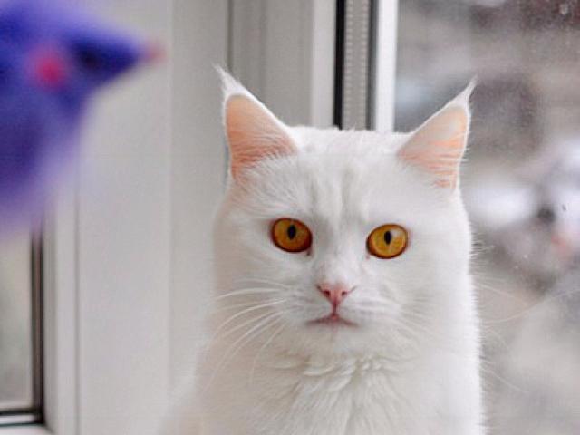 Отдам в дар: Ищет дом необыкновенная белая кошка Масяня фото2