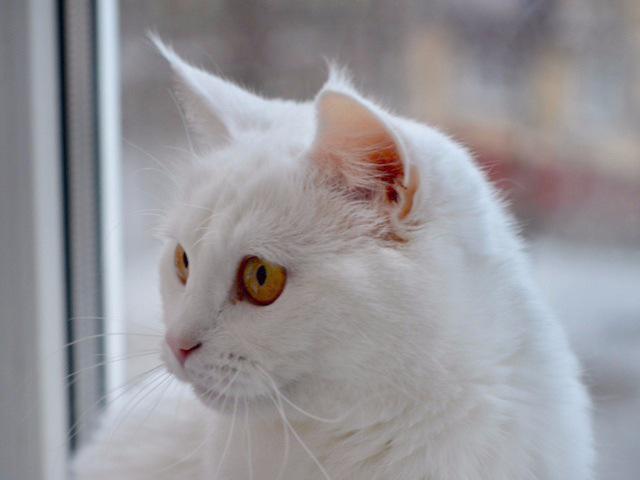Отдам в дар: Ищет дом необыкновенная белая кошка Масяня фото3
