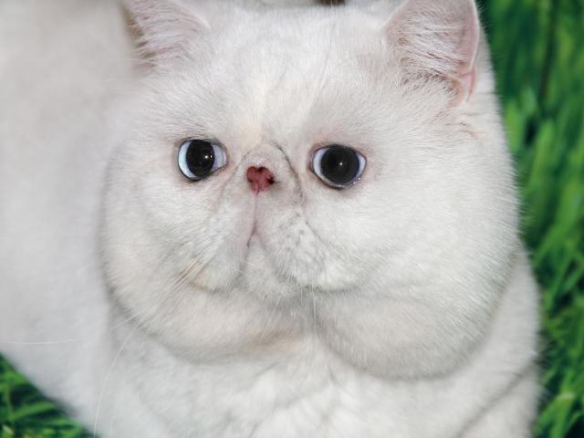 Вязка: Вязка с экзотическим клубным котом