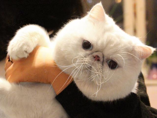 Вязка: Вязка с экзотическим клубным котом фото2