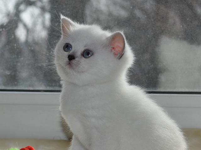 Продаю: Британские котята серебристые шиншиллы  фото2