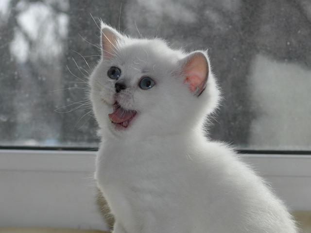 Продаю: Британские котята серебристые шиншиллы  фото3