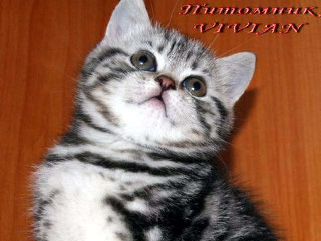 Продаю: Британские котята черный мрамор на серебре