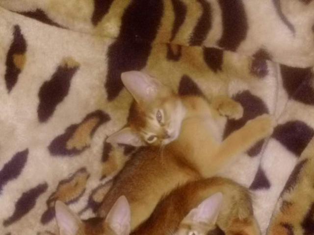 Продаю: Абиссинские котята от чемпиона мира в Ваш дом фото2