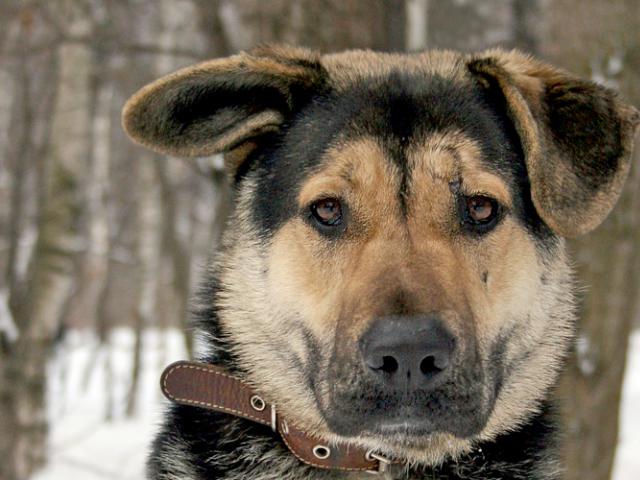 Отдам в дар: Честер ждет доброго хозяина фото3