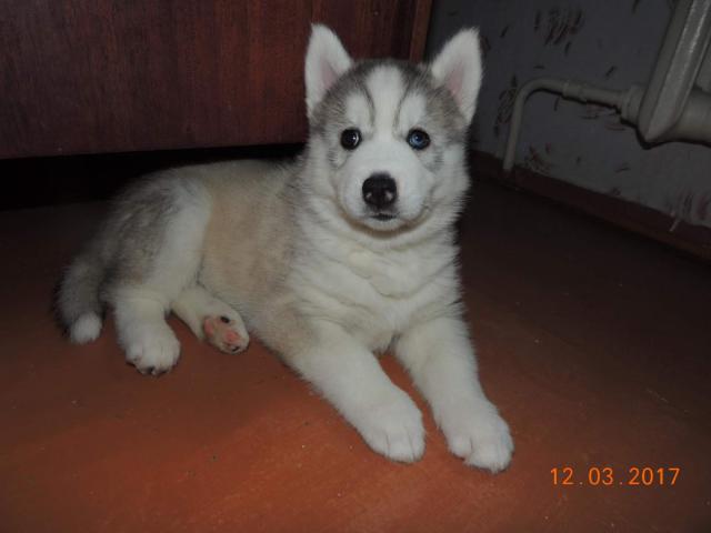 Продаю: Сибирский Хаски щенки с голубыми глазами фото2