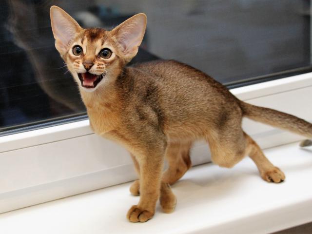 Продаю: Абиссинский котенок (регCFA) фото2