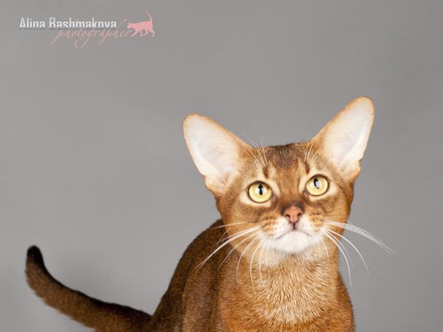 Вязка: Опытный абиссинский кот для вязки