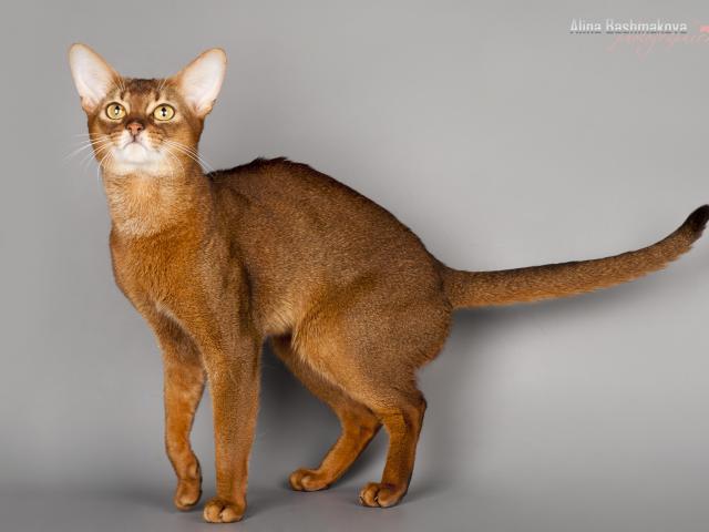 Вязка: Опытный абиссинский кот для вязки фото2