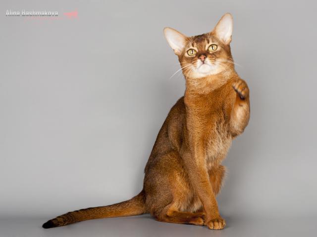 Вязка: Опытный абиссинский кот для вязки фото3