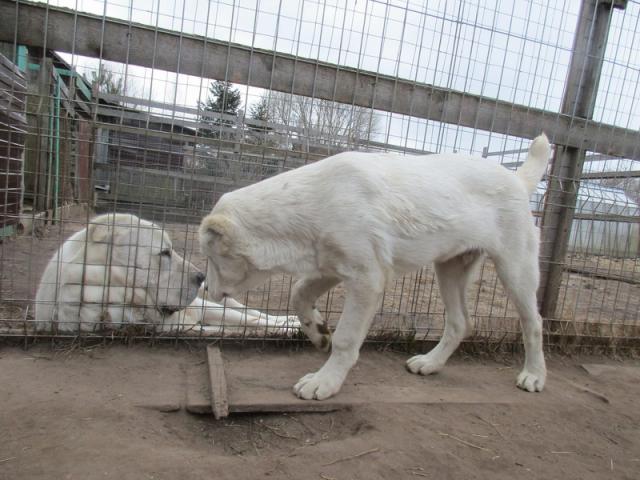 Продаю: Питомник предлагает щенка САО-белого кобеля фото3