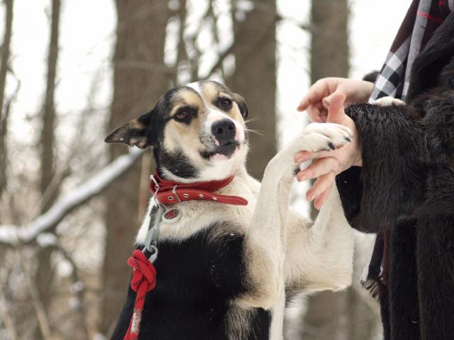 Отдам в дар: Умнейшая собака Одри в добрые руки фото3