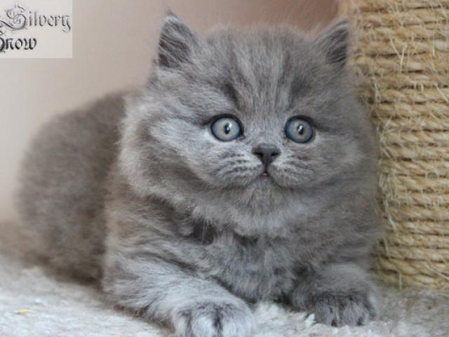 Продаю: Британские длинношерстные котята голубого окраса