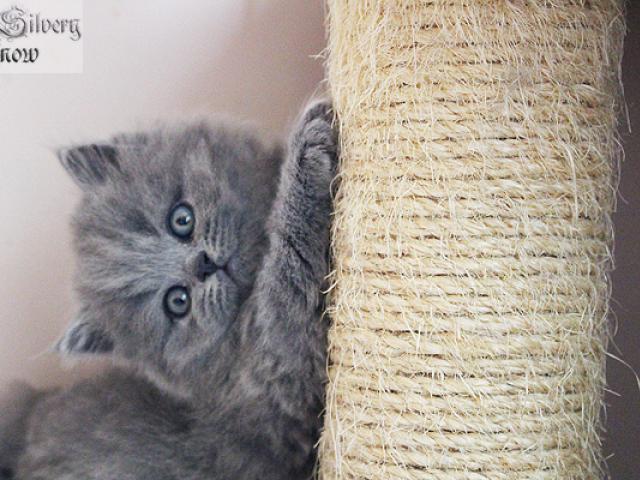 Продаю: Британские длинношерстные котята голубого окраса фото2