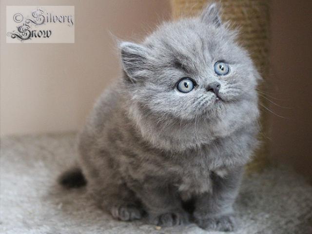 Продаю: Британские длинношерстные котята голубого окраса фото3