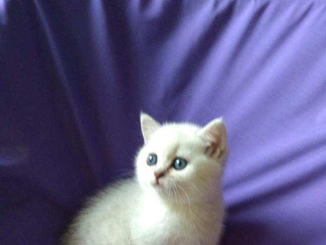 Продаю: британские котята эксклюзивного окраса серебриста фото3