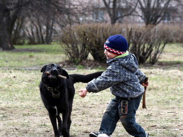 Отдам в дар: В ДАР пёс Бонька – возьмите в дом радость фото2