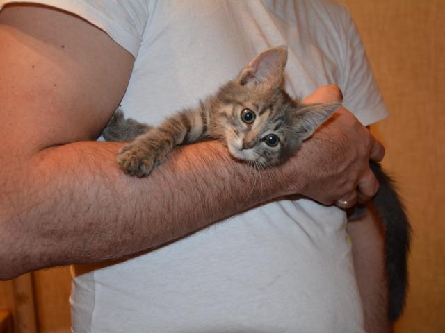 Отдам в дар: Ласковая девочка котенок в добрые руки в дар фото3