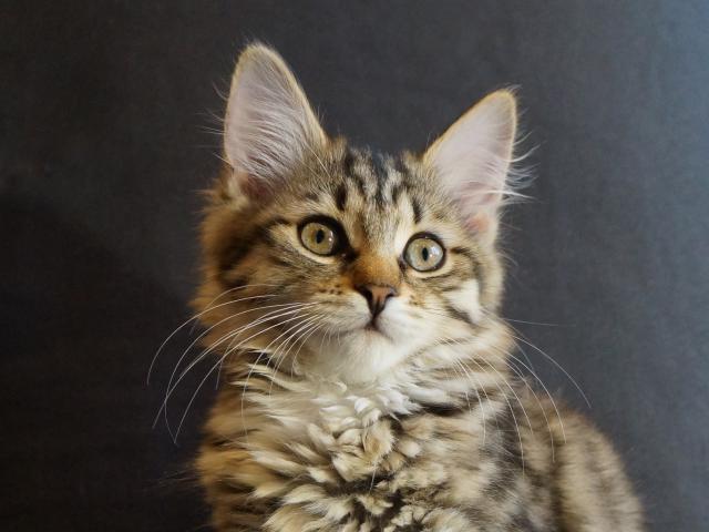 Продаю: Сибирские котята с документами фото3