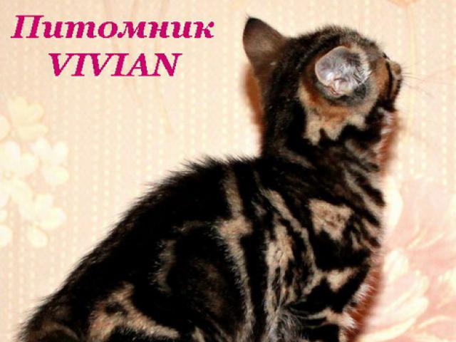 Продаю: Британские котята черный мрамор из питомника