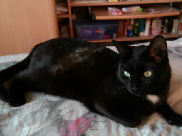 Потерялся/Нашелся: Пропал черный кот фото3