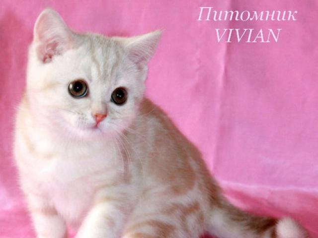 Продаю: Британский котик красный мрамор из питомника