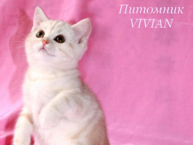 Продаю: Британский котик красный мрамор из питомника фото2