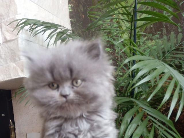Продаю: Дымчатые персидские котята фото3