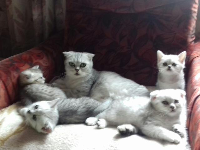 Продаю: Котята серебристых окрасоа фото3