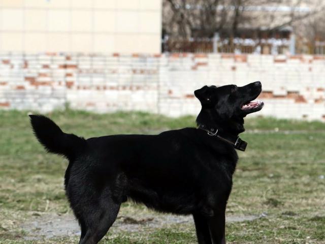 Отдам в дар: В ДАР пёс Бонька – возьмите в дом радость фото3