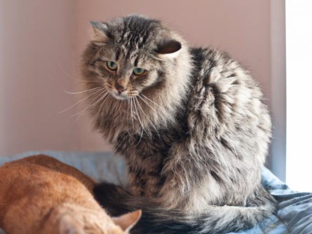 Отдам в дар: Сибирский кот в надежные руки фото2