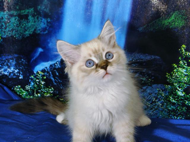 Продаю: Сибирские котята колорных окрасов