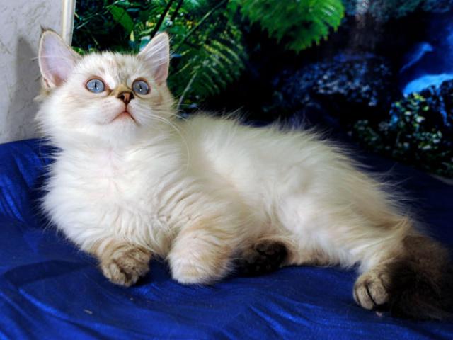 Продаю: Сибирские котята колорных окрасов фото2