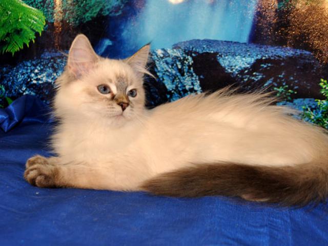 Продаю: Сибирские котята колорных окрасов фото3
