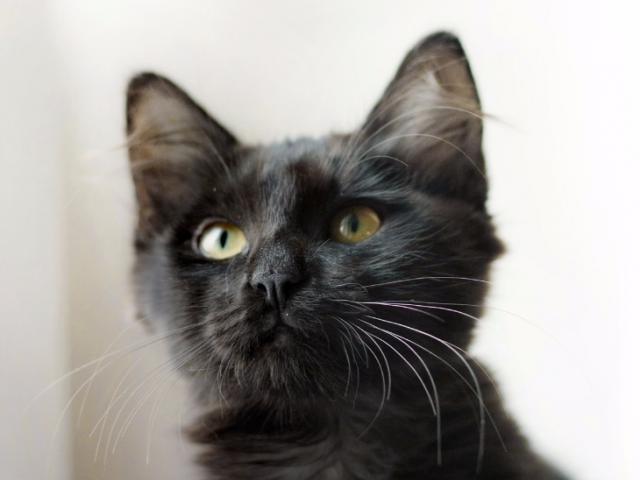Отдам в дар: Черный котенок Черри в добрые руки