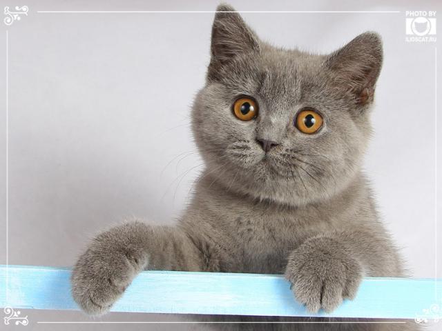 Продаю: Шикарные голубые британские котята