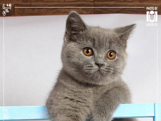 Продаю: Шикарные голубые британские котята фото2