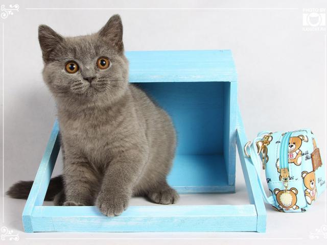 Продаю: Шикарные голубые британские котята фото3