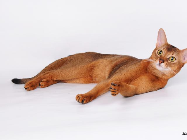 Вязка: Опытный абиссинский кот для вязки