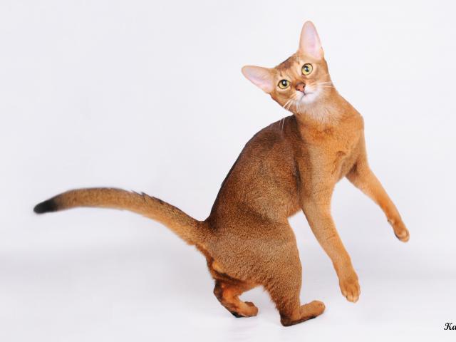 Вязка: Опытный абиссинский кот для вязки фото3