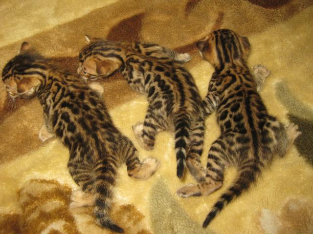 Продаю: резерв бенгальских котят фото2