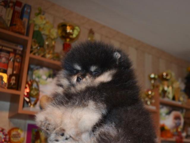 Продаю: Черно-подпалые шпице померашечки медвежата из плем фото2