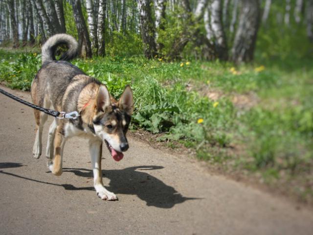 Отдам в дар: Молодая собака Фрося в дар, в добрые руки фото2