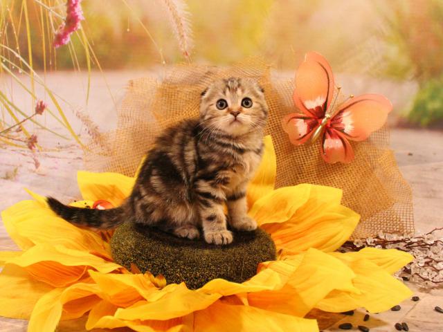 Продаю: Солнечные котята скоттиш Фолд фото2